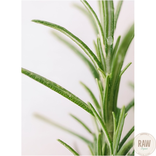 Puhdas+ 100 % Premium essential oil, rosemary 10ml – kuva 4