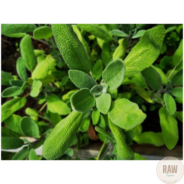 Yrttipaja Salvia, 15g – kuva 2