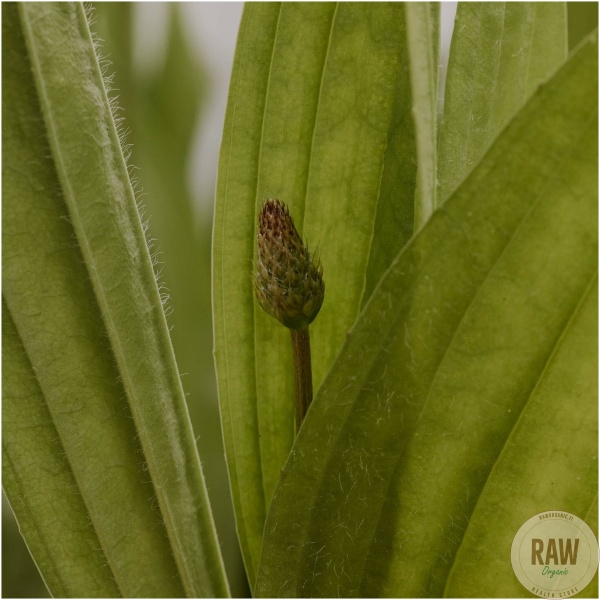 Frantsila Ratamouute 50ml – kuva 2