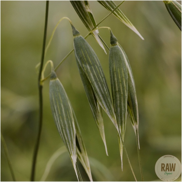 Frantsila Kauranversouute 50ml – kuva 2